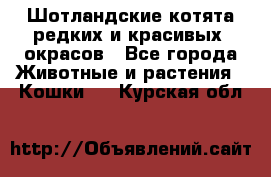 Шотландские котята редких и красивых  окрасов - Все города Животные и растения » Кошки   . Курская обл.